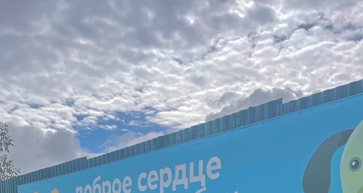 Молодые парламентарии МЧС сложили дрова для собачьего приюта и вывели питомцев на прогулку